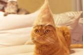 Житель Японии делает кошкам забавные шапки из их собственной шерсти. ФОТО