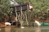 Китайский фермер заставляет свиней прыгать с вышки в воду