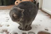 Трудности взаимоотношений кошек со снегом. ФОТО
