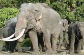 Голландский зоопарк решил разлучить бунтующих слонов