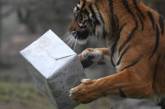 Как животные из зоопарков открывали новогодние подарки. ФОТО
