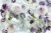 Замороженные цветы в ярком фотопроекте. ФОТО