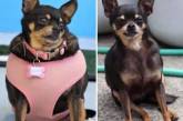 До и после: счастливые собаки, сбросившие лишний вес. ФОТО
