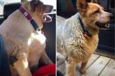 Фотографии собак, которые взяли себя в лапы и смогли похудеть. ФОТО