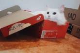 Любовь котов к коробкам в веселых фотках. ФОТО