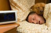 Собаки могут помочь бороться с сонливостью