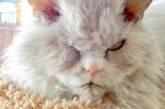 Злой кот влюбил в себя десятки тысяч пользователей Instagram. ФОТО