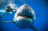 Туристу удалось сфотографироваться с самой большой в мире акулой. Фото