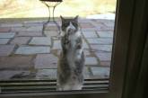 Британец научил кошку стучать в дверь: сеть потешается