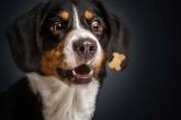 Фотограф снял собачьи эмоции: смешная подборка
