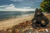 Фотогеничные обезьяны острова Сулавеси. ФОТО
