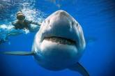 Самую большую в мире акулу сфотографировали рядом с человеком. ФОТО