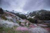 Цветение сакуры в чарующих пейзажах. ФОТО