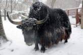 В киевском зоопарке показали реакцию животных на снегопад. ФОТО