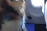 Авиакомпания сделала необычное исключение для огромной собаки. ФОТО