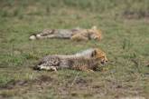 Как живется маленьким гепардам в Масаи-Мара. ФОТО