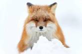 Интересные снимки лисиц в дикой природе. ФОТО