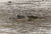 Голодные крокодилы полностью сожрали зебру. ФОТО