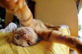 Забавные снимки котов в формате селфи. ФОТО