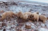 Нашествие белых медведей на архипелаге Новая Земля. ФОТО