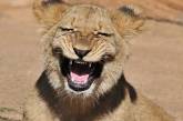 Мужчина случайно сфотографировал улыбку маленького льва