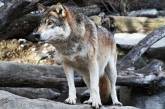 Швеция запретила охоту на волков