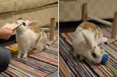 20 трюков за минуту: талантливый кролик стал настоящим рекордсменом. ВИДЕО