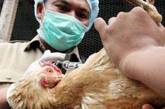 Вирус птичьего гриппа обнаружен в Германии