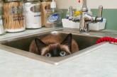 Попытки кошек спрятаться от ветеринаров. ФОТО