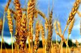 Донбасский бизнесмен стал пшеничным миллионером
