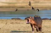 Фотограф показал, как живется бегемотам в Замбии. ФОТО