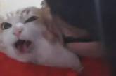 Интернет в восторге от кошки, протестующей против «нежностей». ВИДЕО