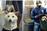 Жители Нью-Йорка и запрет на проезд с собаками в метро. ФОТО
