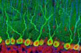 Влияя на окружение нервных клеток можно существенно удлинить их жизнь 