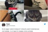 Вечно недовольная кошка стала звездой мемов. ФОТО