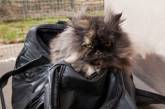 Уснувшая в дорожной сумке кошка совершила перелет из Египта в Англию