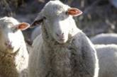 В Казахстане родилась овца с тремя глазами и восемью ногами