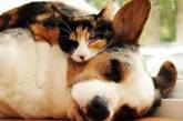 Забавные коты, использующие собак в качестве «лежанок»