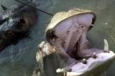 Из частного зоопарка в Черногории сбежал бегемот