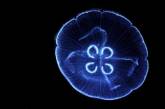 Так выглядят самые красивые медузы. ФОТО