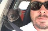 Жара заставила коалу забраться в авто с кондиционером. ФОТО
