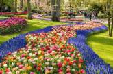 В голландском Королевском парке расцвели тюльпаны. ФОТО