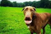 Новый тренд: собак фоткают с забавным мячиком в зубах. ФОТО
