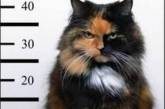 В Швеции агрессивного кота заключили под стражу