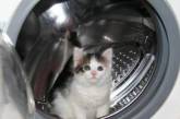 Австралийка случайно постирала котенка в стиральной машинке