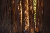 В этом национальном парке растут самые большие деревья на планете. ФОТО