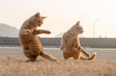 Танцующие коты заряжают позитивом. ФОТО