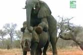 Комиссия ООН по преступности занялась проблемами слонов и носорогов
