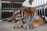 Из желудка тигра удалили почти двухкилограммовый комок шерсти 