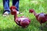 Израильский генетик вывел породу кур без перьев. ФОТО